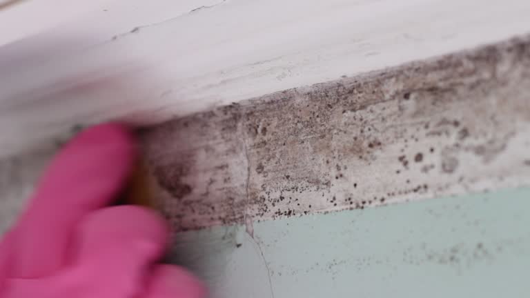 Mold Documentation for Insurance Claims in Lisbon, ND